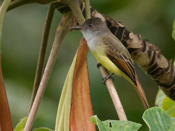 <h3><a href="/trips/costa-rica/biota/animalia/chordata/aves/040 passeriformes/011 tyrannidae/myiarchus tuberculifer/myiarchus tuberculifer-nl.html">Myiarchus&nbsp;tuberculifer</a> / Dusky‑capped&nbsp;flycatcher / Monnikskaptiran</h3>OM-1 met OLYMPUS M.300mm F4.0, 1/800 sec  bij F4.0, ISO 400, afstand 20.4&nbsp;m